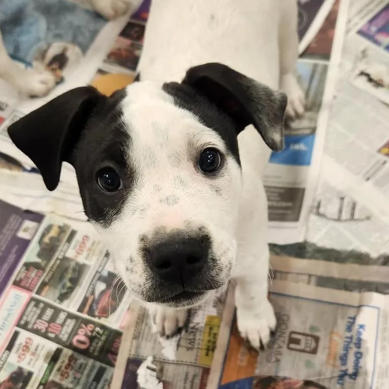 Darla Lh thumbnail 2