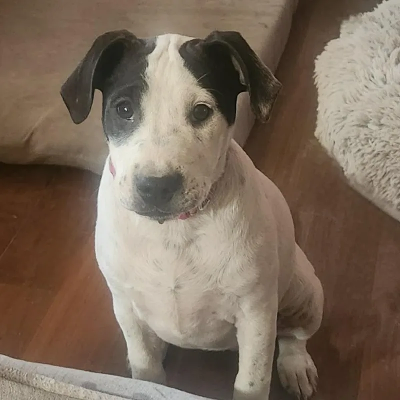 Darla Lh thumbnail 3