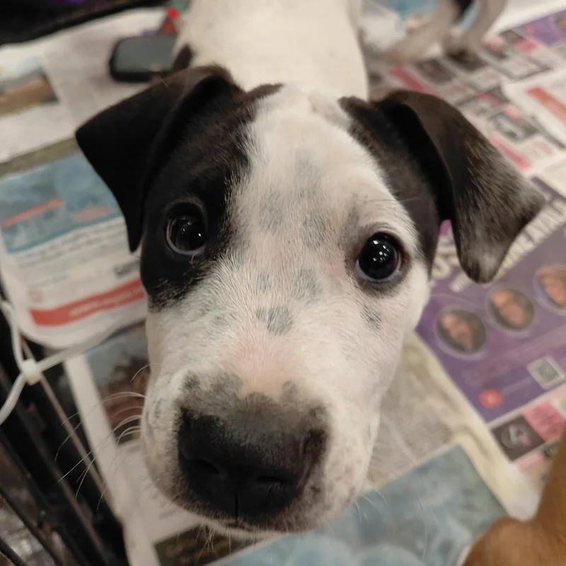 Darla Lh thumbnail 4