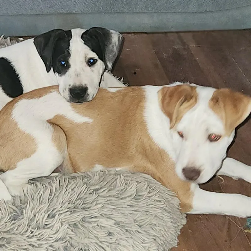 Darla Lh thumbnail 5