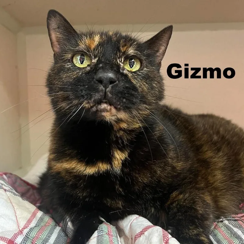 A senior small-sized female Tortoiseshell Domestic Short Hair cat named Gizmo for adoption in Escanaba, MI