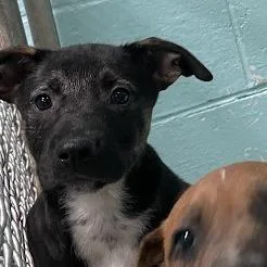 A baby small-sized male Black Shepherd dog named Motley Chew for adoption in Port Charlotte, FL