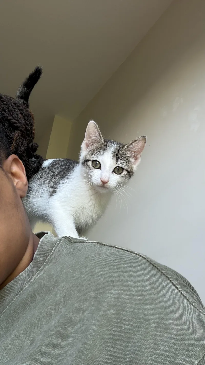 A baby small-sized female Tabby (Buff / Tan / Fawn) Domestic Short Hair cat named Squeegee And Scrublet for adoption in Brooklyn, NY