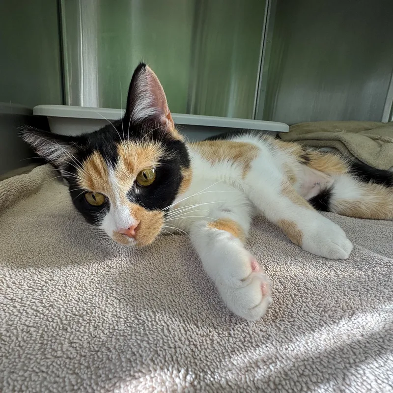 Marigold thumbnail 2