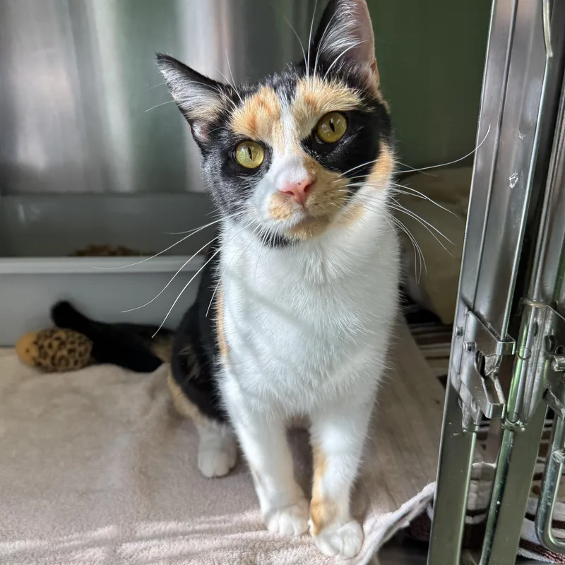 An adult medium-sized female Calico Domestic Short Hair cat named Marigold for adoption in Greenbelt, MD
