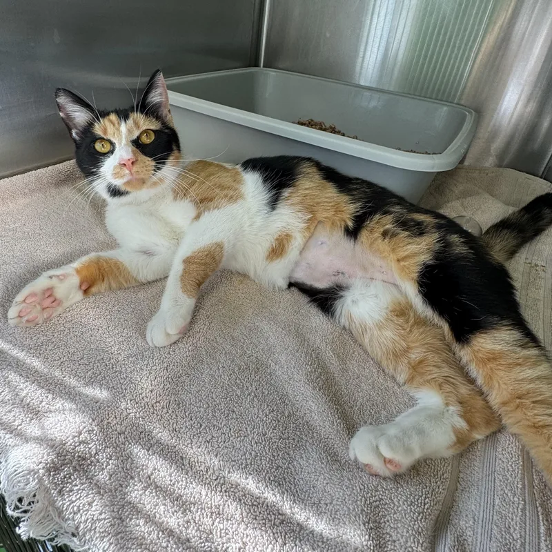 Marigold thumbnail 3