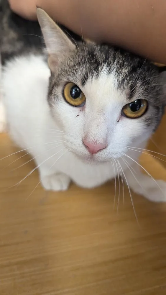 Gimme Smore thumbnail 2