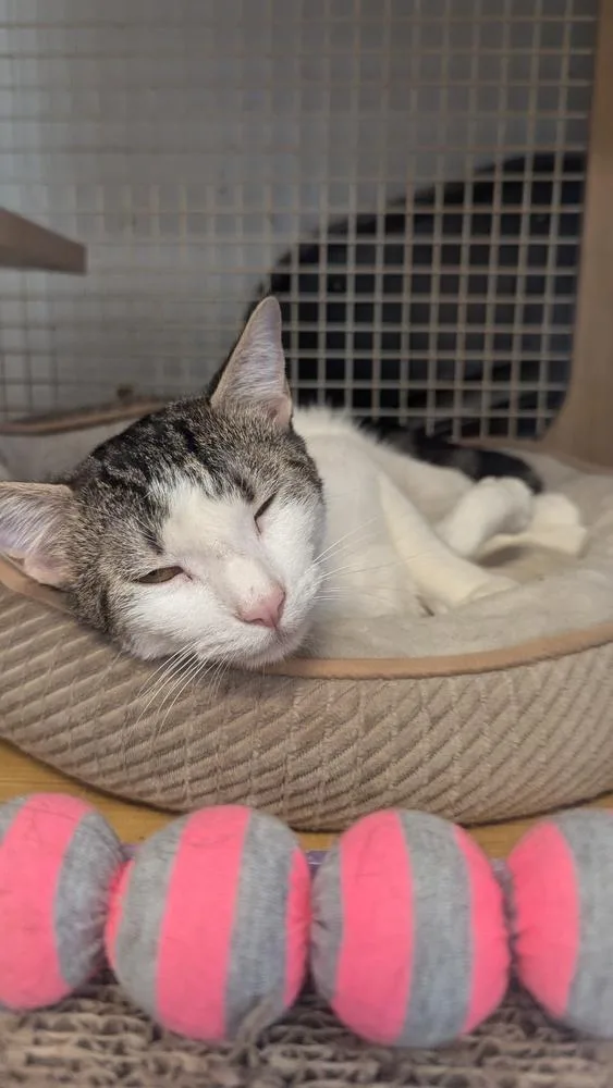 Gimme Smore thumbnail 3