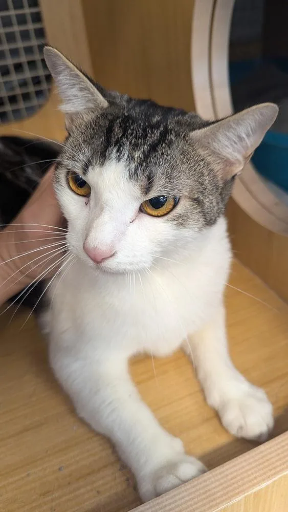 Gimme Smore thumbnail 5