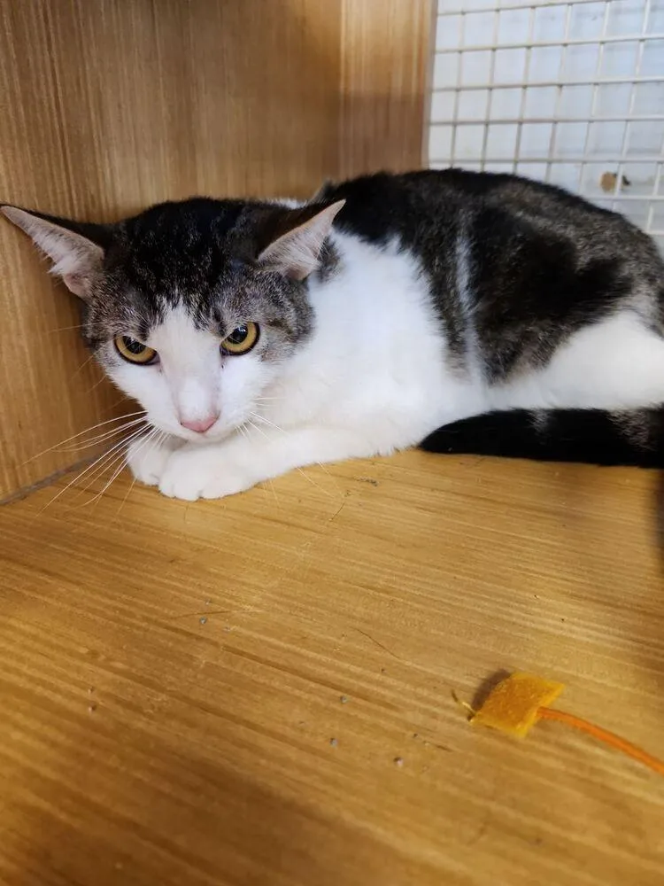 Gimme Smore thumbnail 6