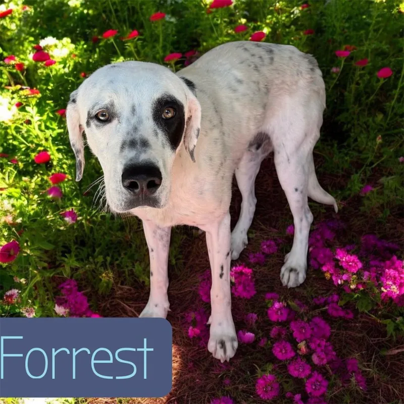 A young large-sized male Labrador Retriever dog named Forest for adoption in Camden, TN