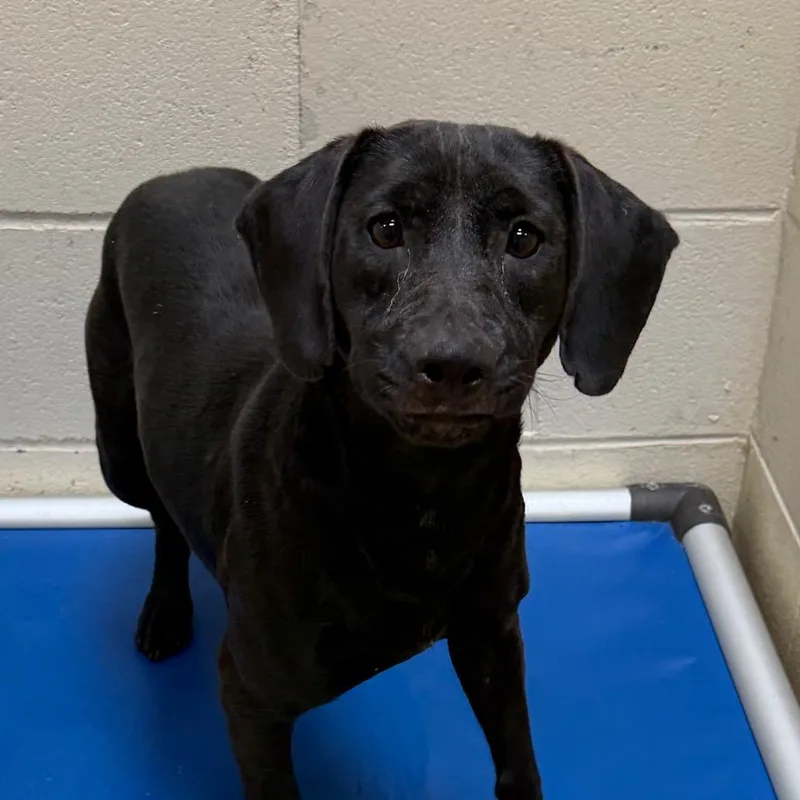 An adult medium-sized female Black Dachshund dog named Anjelica for adoption in Tuscaloosa, AL