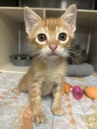 A baby medium-sized male Domestic Short Hair cat named Heathcliff for adoption in Picayune, MS