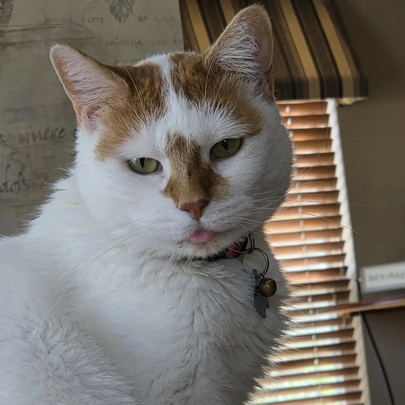 An adult medium-sized female Orange / Red Domestic Short Hair cat named Cher for adoption in South Elgin, IL