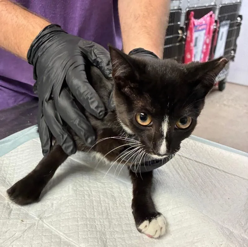 A young small-sized female Black Domestic Short Hair cat named Dabo for adoption in Cincinnati, OH