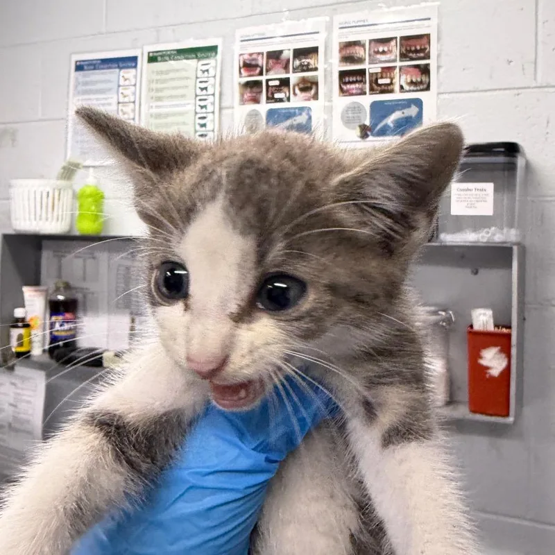A baby small-sized male White Domestic Short Hair cat named Max @ Petco on for adoption in Summerville, SC