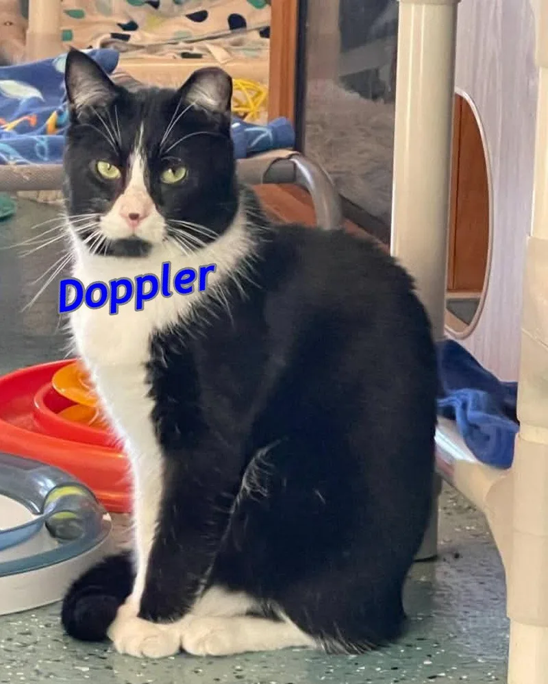 An adult medium-sized male Black & White / Tuxedo Domestic Short Hair cat named Doppler for adoption in Gonic, NH