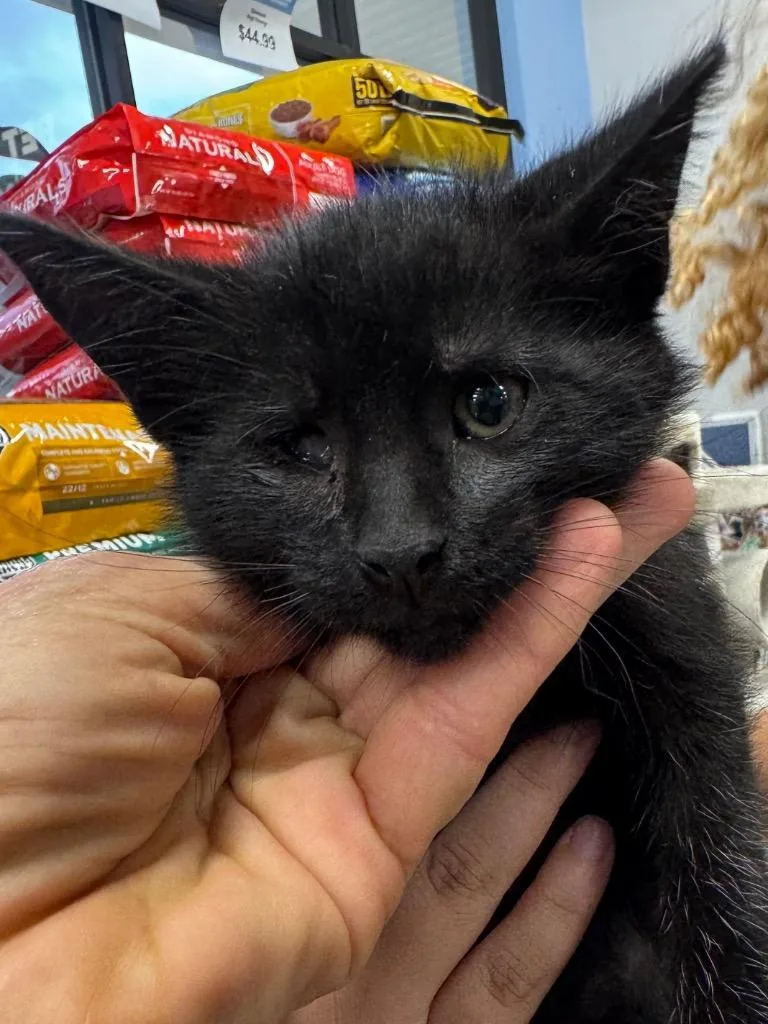 A baby small-sized male Domestic Short Hair cat named Cy for adoption in Brookhaven, MS