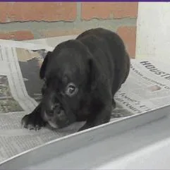 Duke Arriving  D thumbnail 2