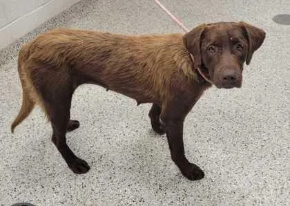 An adult large-sized female Brown / Chocolate Labrador Retriever dog named Nestle for adoption in Kansas City, MO