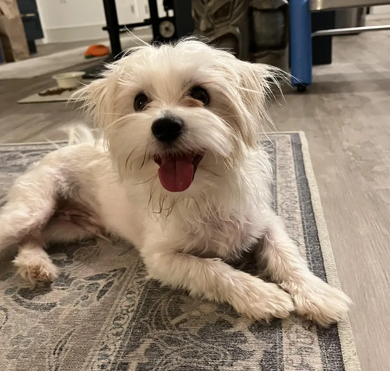 An adult small-sized male Maltese dog named Leo for adoption in Orlando, FL