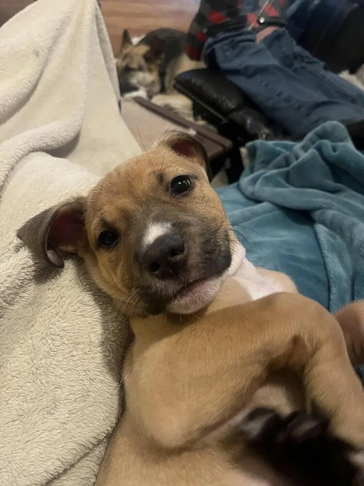 A baby medium-sized male Brown / Chocolate Mixed Breed dog named Fearless for adoption in Clinton Township, MI