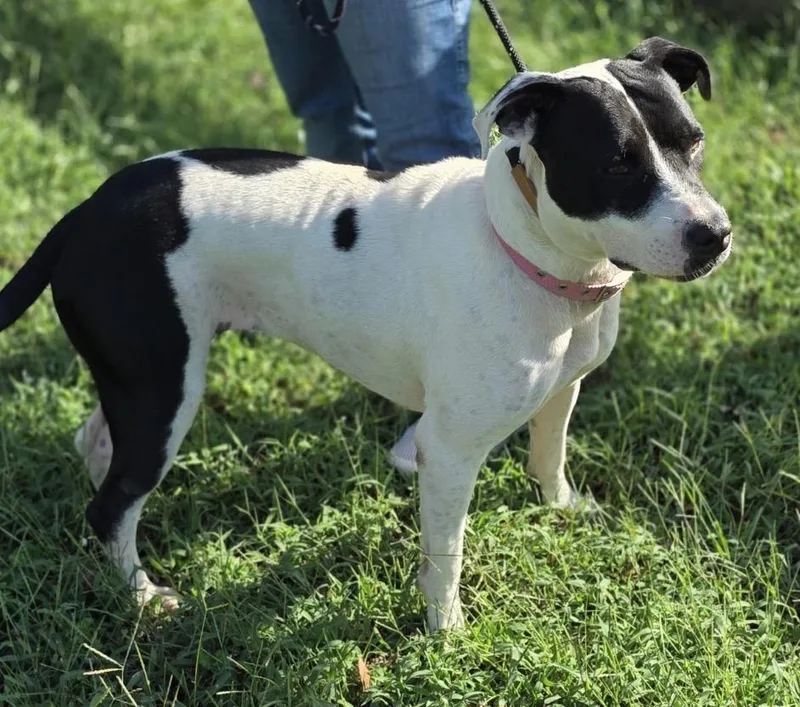 A young medium-sized female Black German Shorthaired Pointer dog named Hope Cheyenne for adoption in Livingston, TX