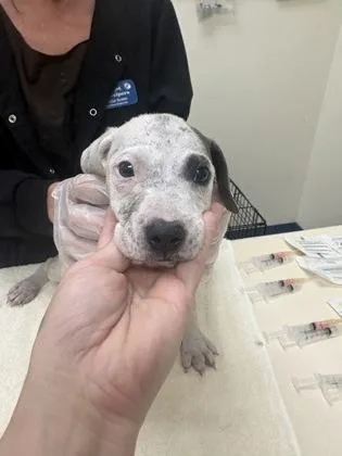 A baby medium-sized male Gray / Blue / Silver Mixed Breed dog named Golde Rod for adoption in Charleston, SC