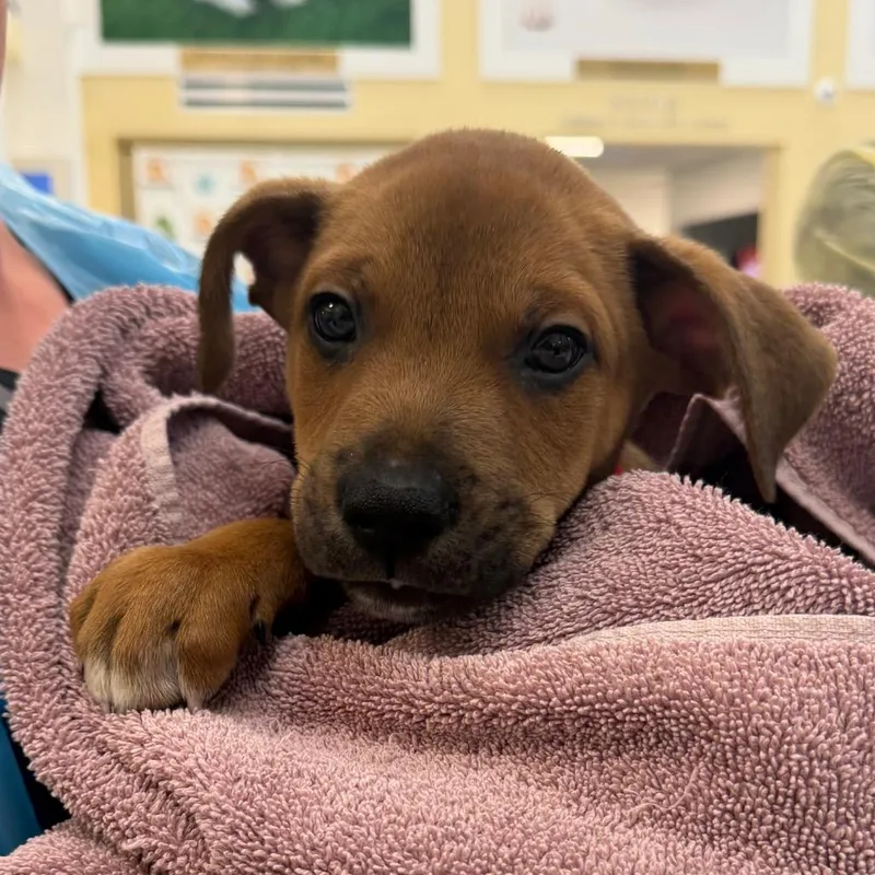 A baby medium-sized male Brown / Chocolate Mixed Breed dog named Sofrito for adoption in West Palm Beach, FL