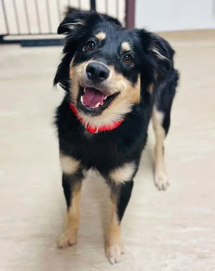 An adult large-sized male Mixed Breed dog named Kaiser for adoption in West Chester, PA