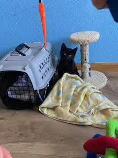 A young medium-sized female Black Domestic Short Hair cat named Suzie Q for adoption in Fort Collins, CO