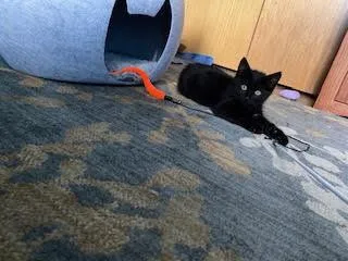 Suzie Q thumbnail 5