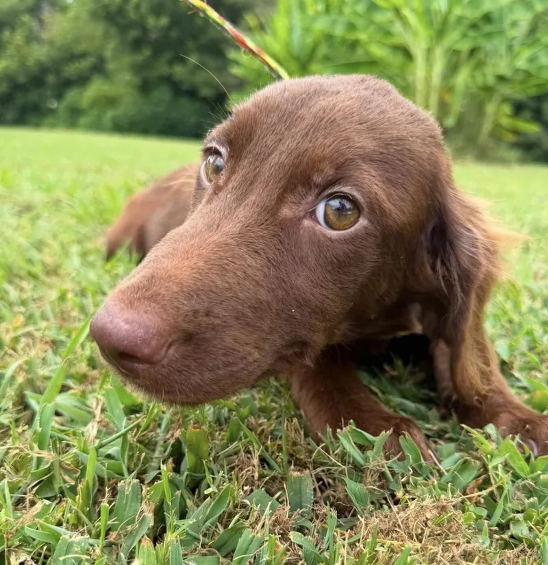 Maple