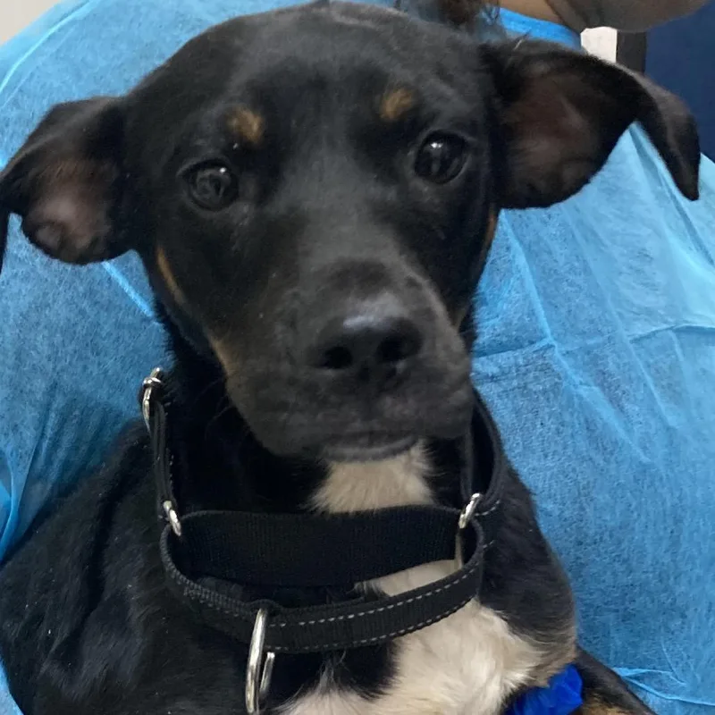 A baby small-sized male Black Mixed Breed dog named Fungi for adoption in Galveston, TX