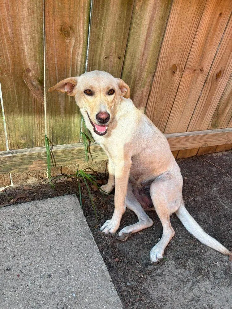 A young medium-sized female Yellow / Tan / Blond / Fawn Labrador Retriever dog named Maize Mouse for adoption in Statesboro, GA