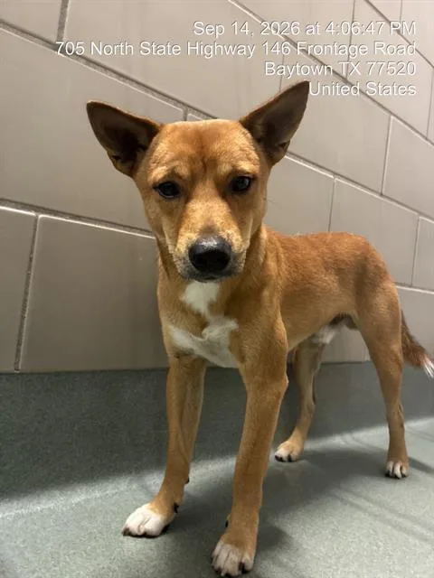A young small-sized male Shiba Inu dog named Pumpkin for adoption in Baytown, TX
