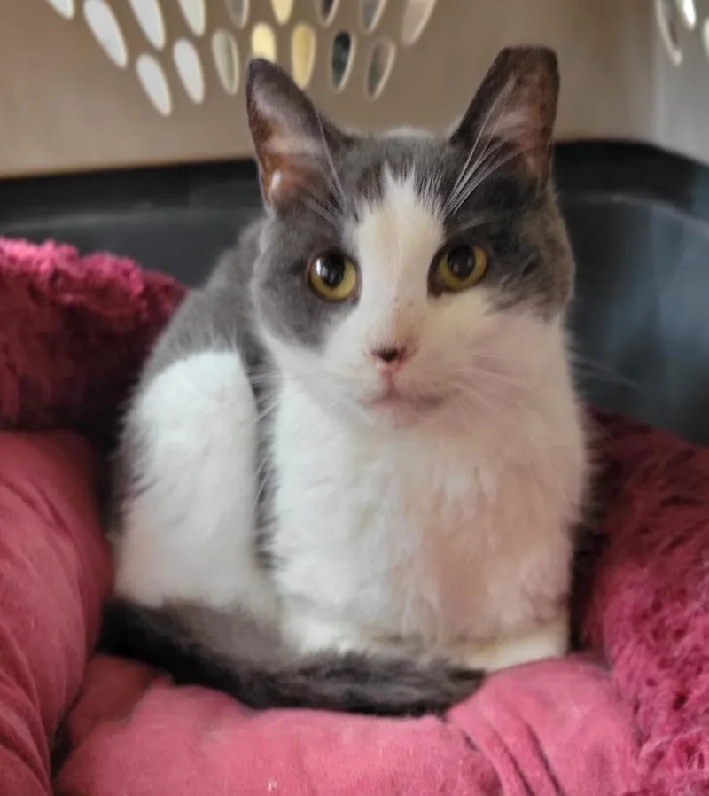 Frederick thumbnail 3