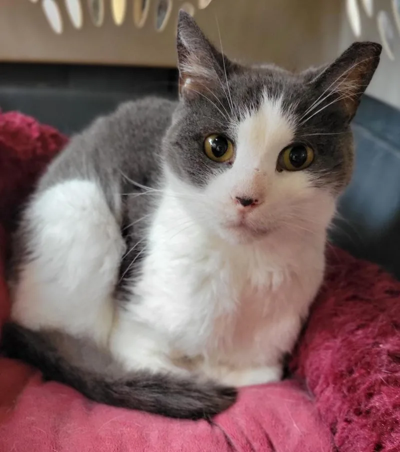 Frederick thumbnail 4