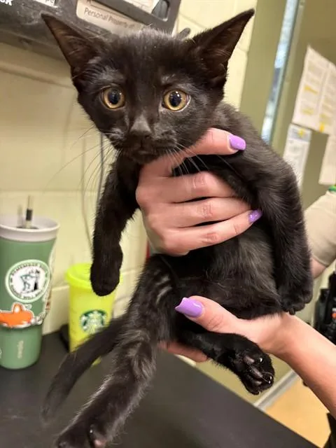 A baby small-sized male Domestic Short Hair cat named Batman for adoption in Minneapolis, MN
