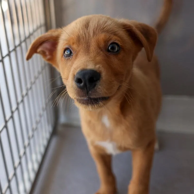 A baby medium-sized male Yellow / Tan / Blond / Fawn Mixed Breed dog named Flatbread for adoption in Bradenton, FL