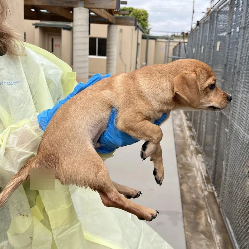 A baby small-sized male Brown / Chocolate Chihuahua dog named Rook for adoption in Amarillo, TX