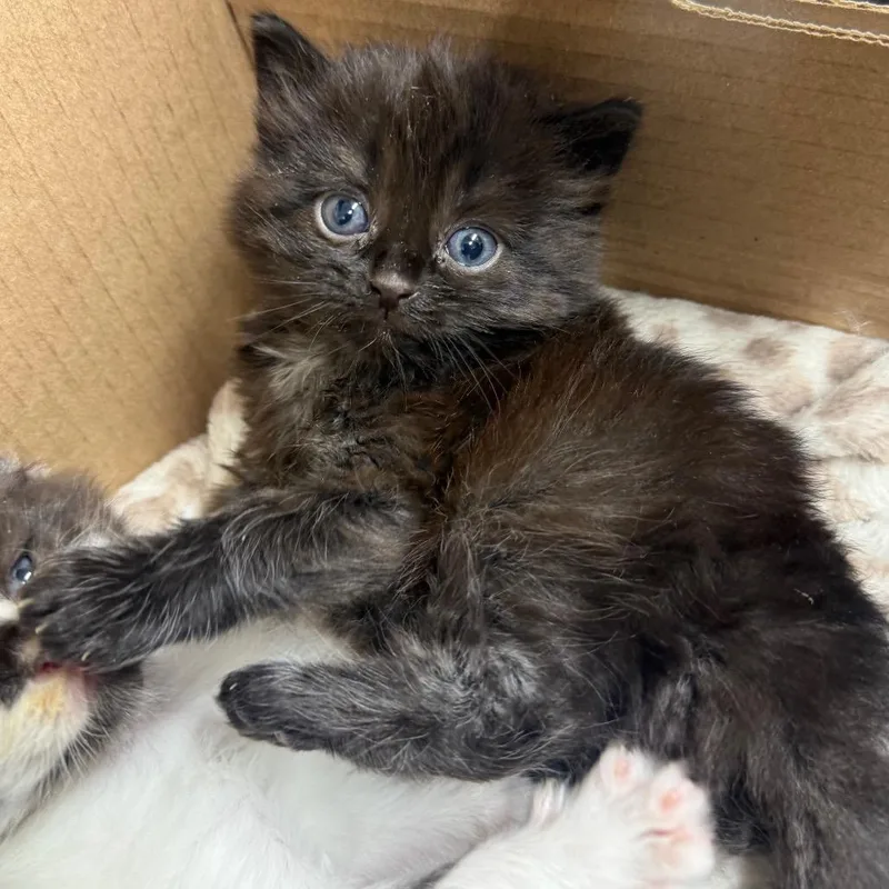 A baby small-sized male Domestic Medium Hair cat named Meatloaf for adoption in Pasadena , MD