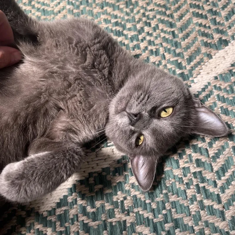 A young medium-sized female Gray / Blue / Silver Domestic Short Hair cat named Mila for adoption in La Grange, KY