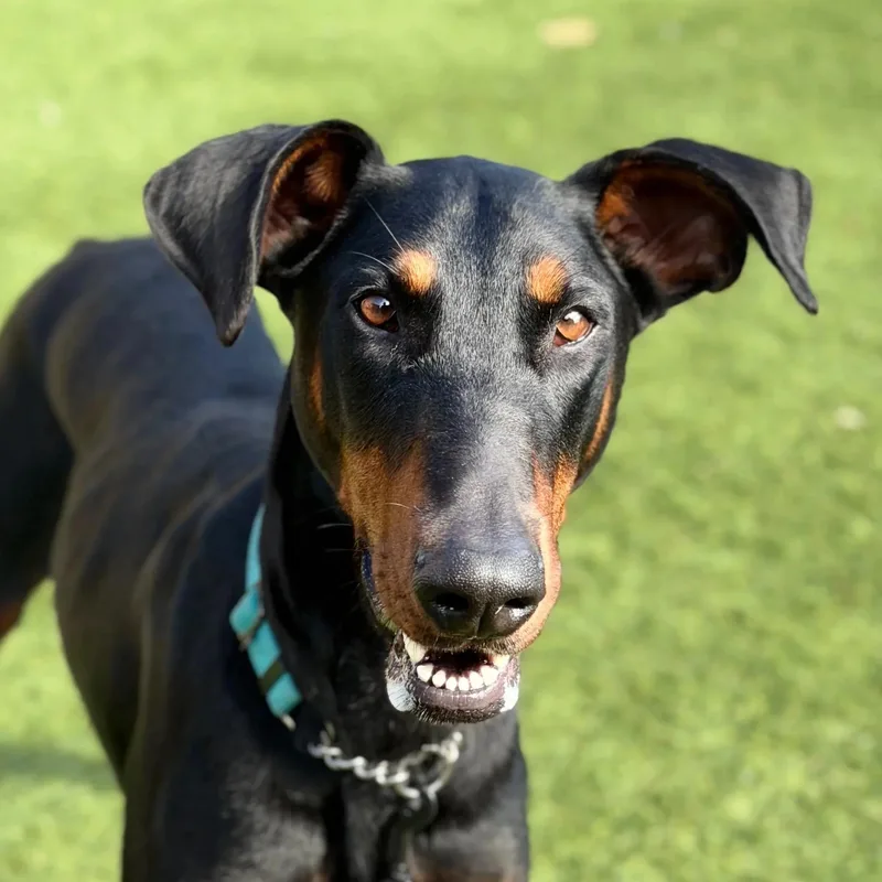 An adult large-sized female Doberman Pinscher dog named Athena for adoption in San Francisco, CA