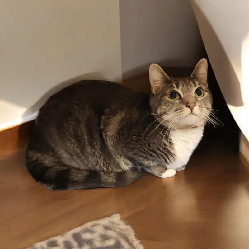 Homera Zuckerman thumbnail 3