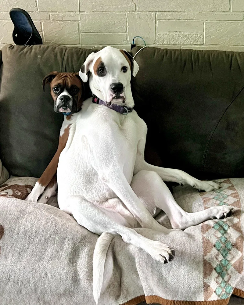 An adult large-sized male Boxer dog named Ghost & Sammy for adoption in Monticello, NY