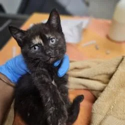 A young medium-sized female Domestic Short Hair cat named Miriam for adoption in Kansas City, MO