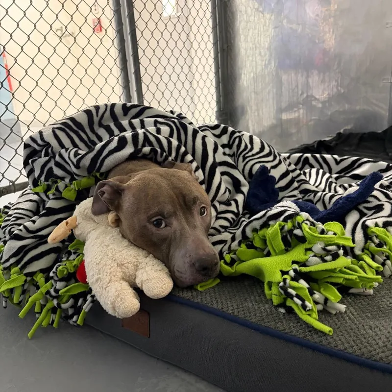 An adult medium-sized female Brindle Mixed Breed dog named Alpine for adoption in Binghamton, NY