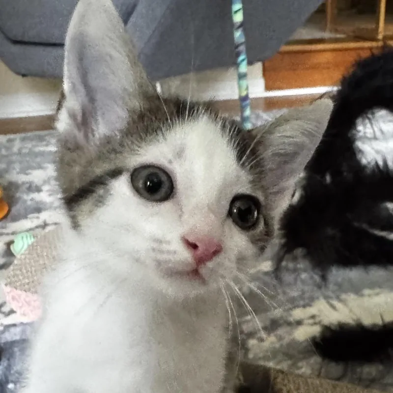 A baby small-sized male White Domestic Short Hair cat named Jackson for adoption in Chapel Hill, NC