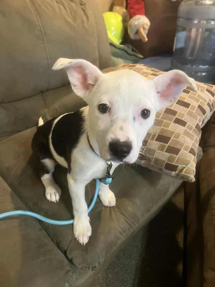 A baby small-sized female White / Cream Mixed Breed dog named Snowflake for adoption in Appleton, WI